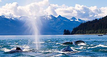 Humpback whales shooting out water in the ocean in Juneau, Alaska