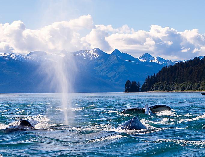 Juneau, Alaska  Humpback Whales Watching Ocean