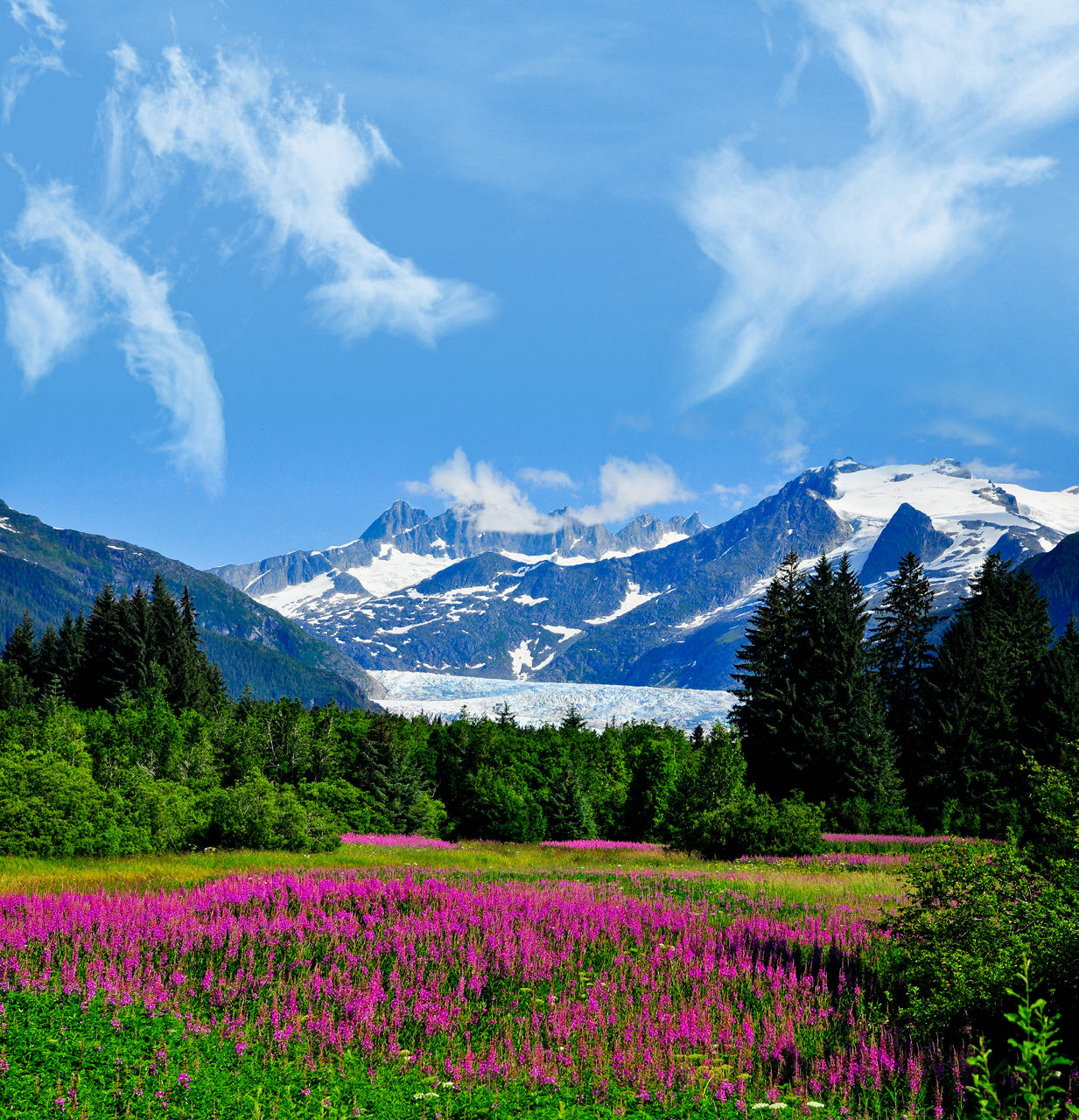 Aljaska - Page 2 Juneau-alaska-pink-flowers-nature-mountains-green-blue-skies