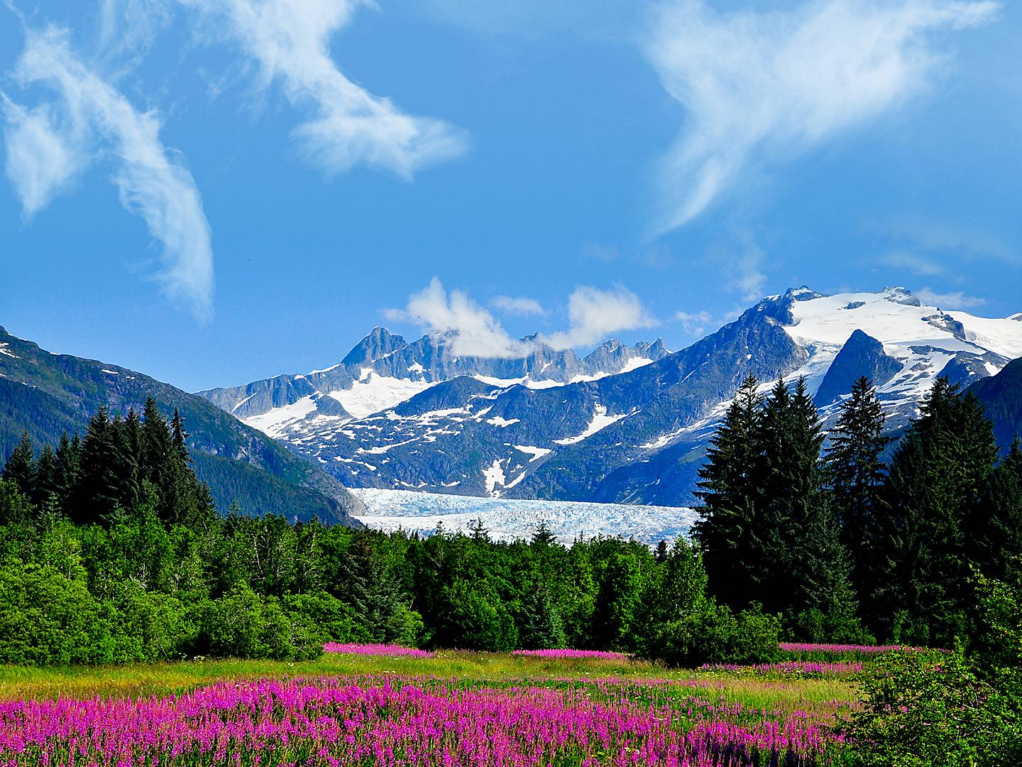 Flowers Nature Mountains , Juneau, Alaska