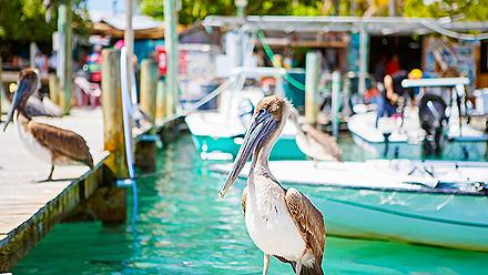 Pelicans hanging out on dock in Key West, FLorida