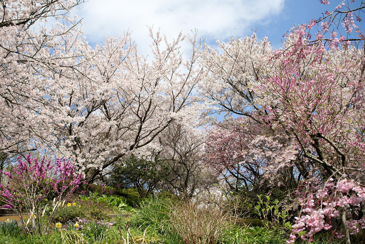 Cherry blossoms in full bloom in Kitakyushu, Japan