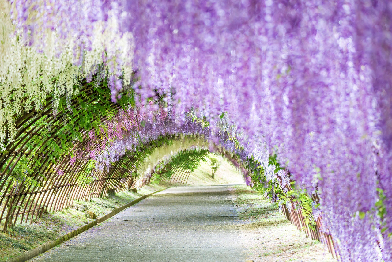 The wisteria tunnel kawachi with a curtain of purple flowers flowing over in the Kawachi Fuji Garden in Kitakyushu, Japan