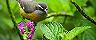 Close up of Bananaquit Bird, Birdwatching, Kralendijk, Bonaire