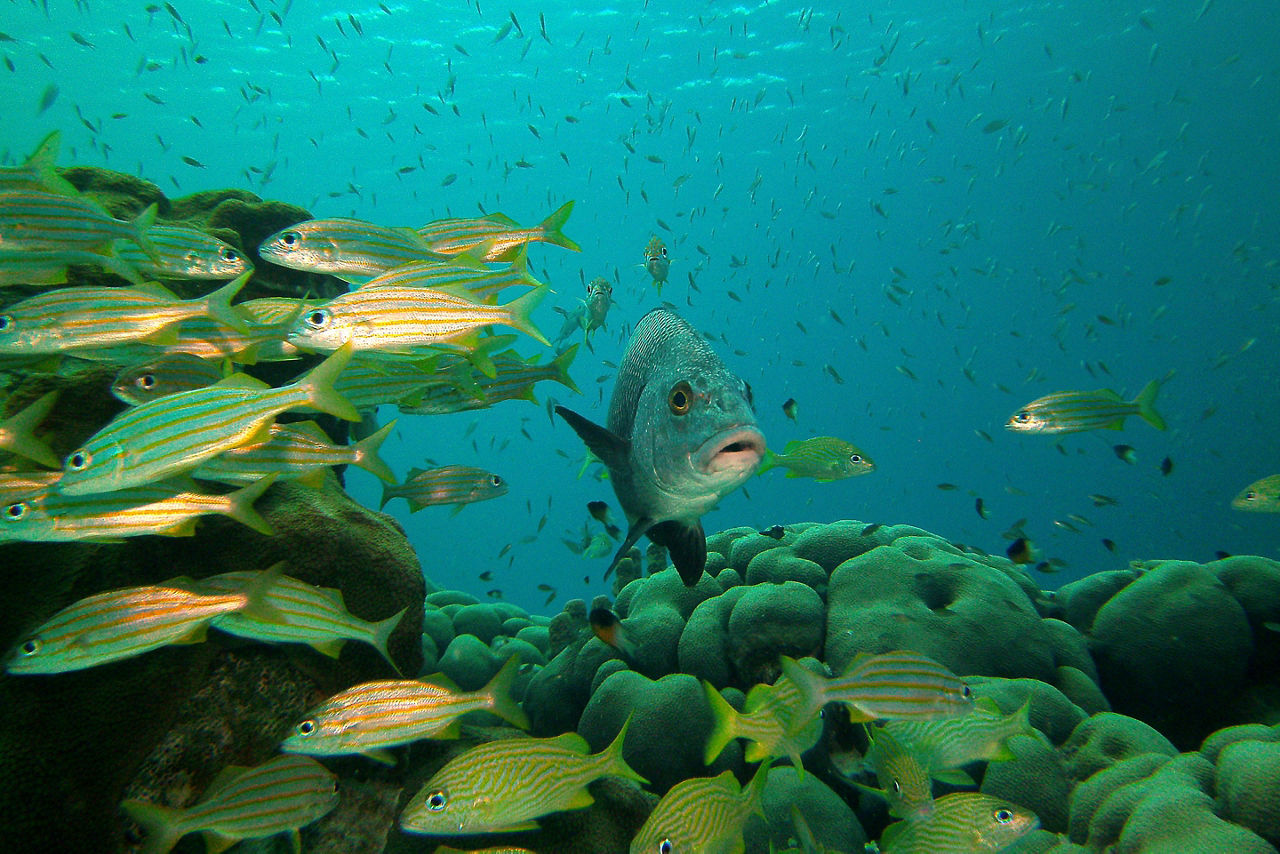 School of fish swimming by the corals in Bonaire's National Marine Park