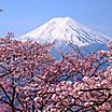 View of Mount Fuji with beautiful cherry blossoms in the Spring in Kyoto, Japan