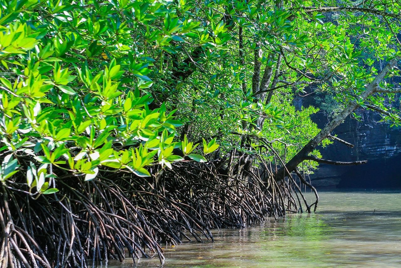 Mangroves in Langkawi, Malaysia