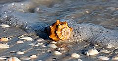 Conch shell on Sanibel Island. Florida.