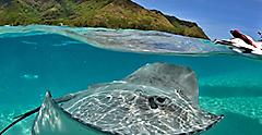 Moorea, French Polynesia, Sting ray