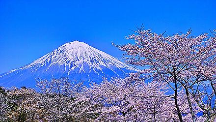 Cherry blossoms with views of Mt. Fuji