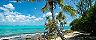 Mystery Island, Vanuatu Beach Palm tree