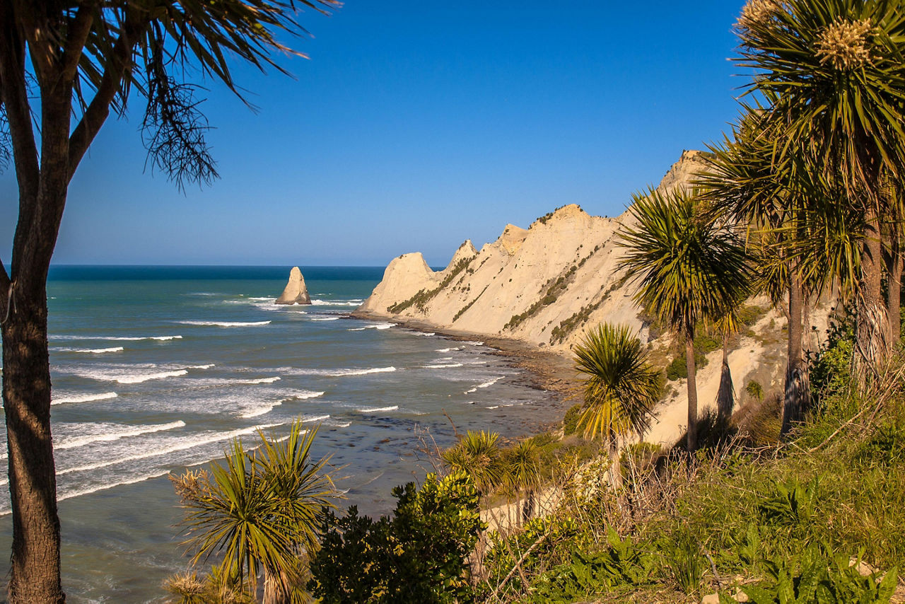 Cape Kidnappers with cabbage trees (Cordyline australis) in front, Napier, New Zealand