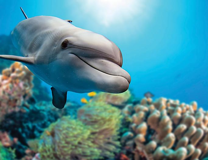 Nassau, Bahamas, Dolphin closeup