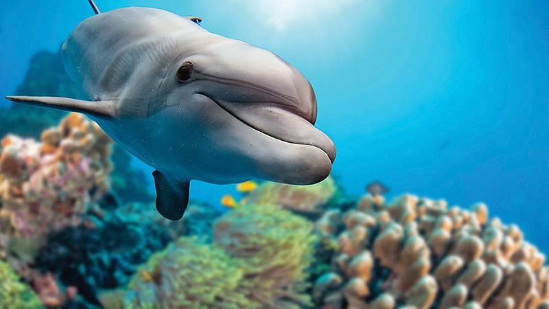 nassau bahamas dolphin closeup