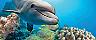 Closeup of a Dolphin Swimming, Nassau, Bahamas