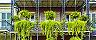 New Orleans, Louisiana, Iron Balconies Hanging Plants