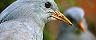 Noumea, New Caledonia Grey Kagu Birds