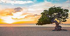 Divi-divi Tree at Sunset on Eagle Beach, Oranjestad, Aruba