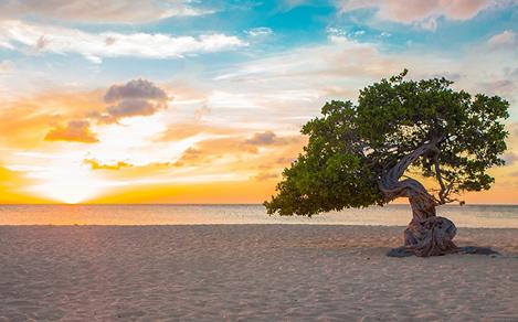 Divi-divi Tree at Sunset on Eagle Beach, Oranjestad, Aruba