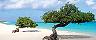 Divi-Divi Trees by the Beach, Oranjestad, Aruba