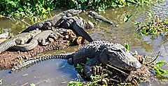 Alligators at Gatorland. Orlando, Florida.