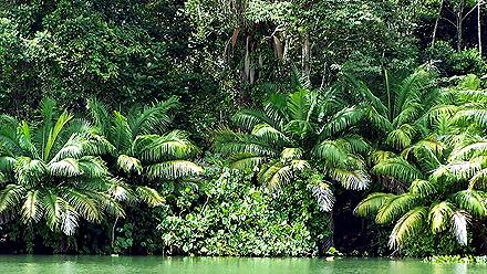 Jungle on the shoreline of a small island in Lake Gatun, in the Panama Canal, Panama