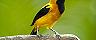 Panama Canal, Yellow Black Bird
