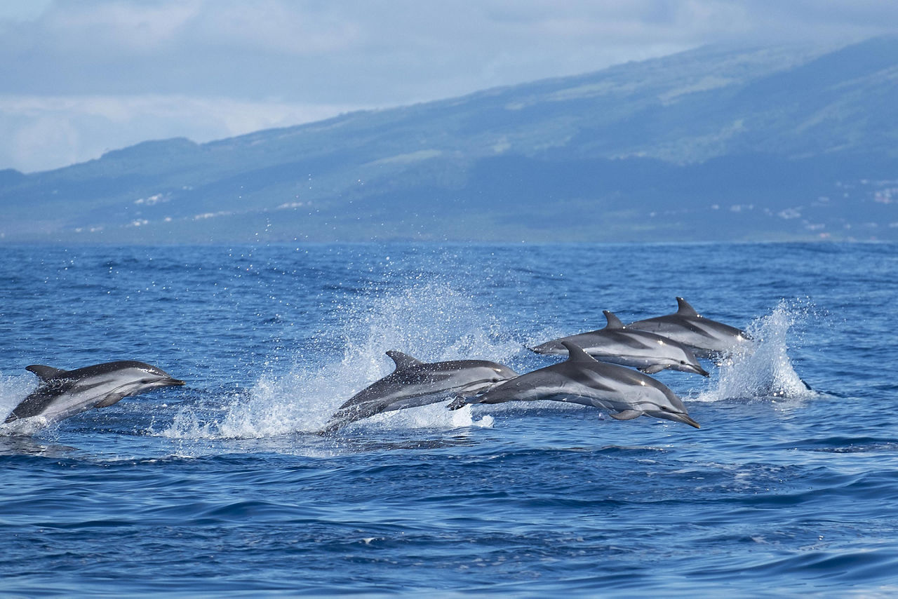 A pod of Atlantic striped dolphins