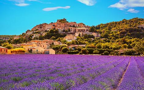 A lavender field in Provence, France