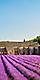 Lavender Fields Estate, Provence, France 
