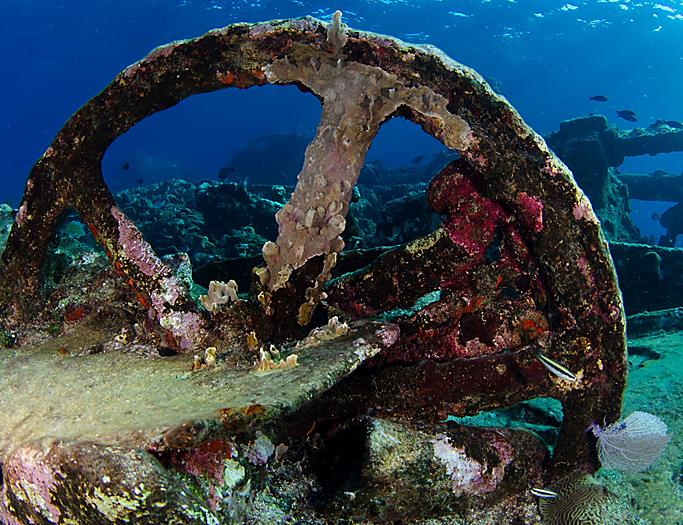 Costa Maya, Mexico, Chinchorro Shipwreck Marine Life