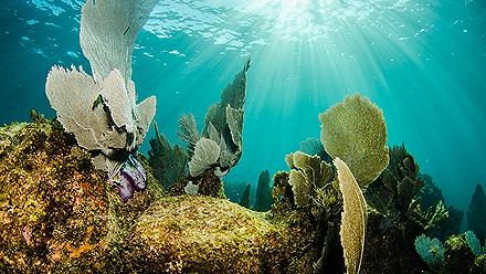 Great Mayan Reef Corals, Costa Maya, Mexico