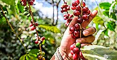 Hand with a branch of ripening coffee beans, Antigua. Central America