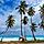 Punta Cana, Dominican Republic Horse Beach Palm Trees
