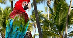 Parrot by the Palm Trees, Punta Cana, Dominican Republic