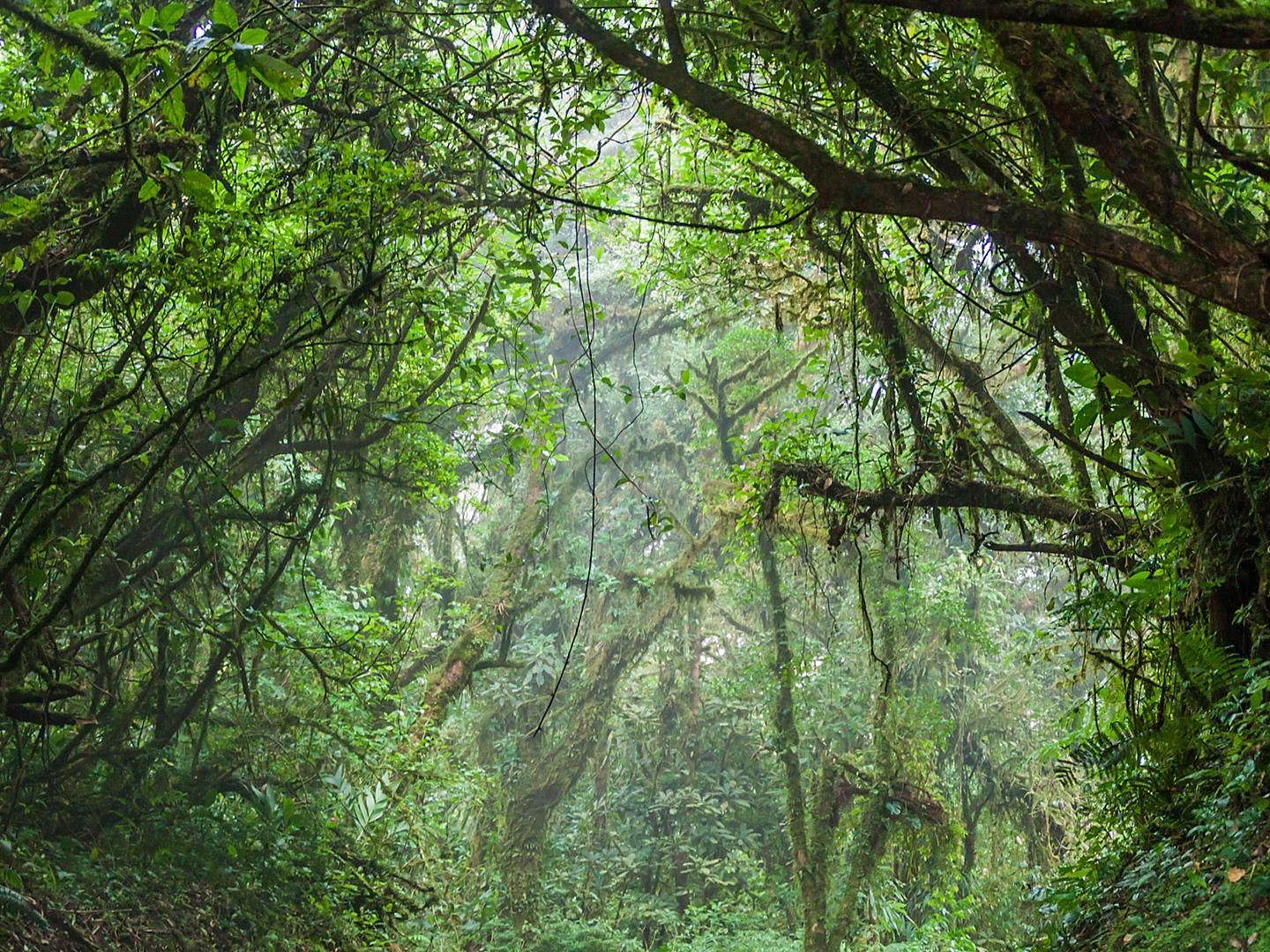 Puntarenas, Costa Rica Monteverde Cloud Forest