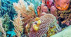 Coral Reef Snorkeling, Roatan, Honduras