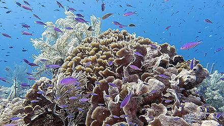 Colorful Fish around Coral Reef, Roatan, Honduras