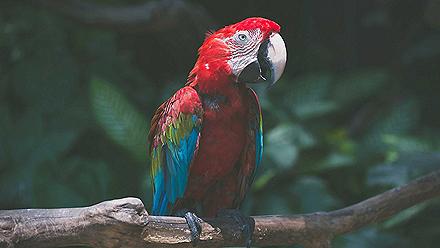 Gumbalimba Park Nature Reserve Parrot, Roatan, Honduras 