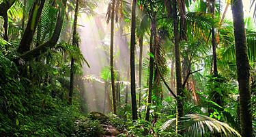 Early morning sunlight on the lush vegetation of El Yunque National Rain Forest in San Juan, Puerto Rico