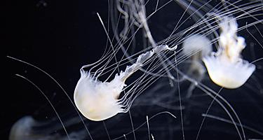 Jellyfish swimming about in Kujukushima Pearl Sea Resort