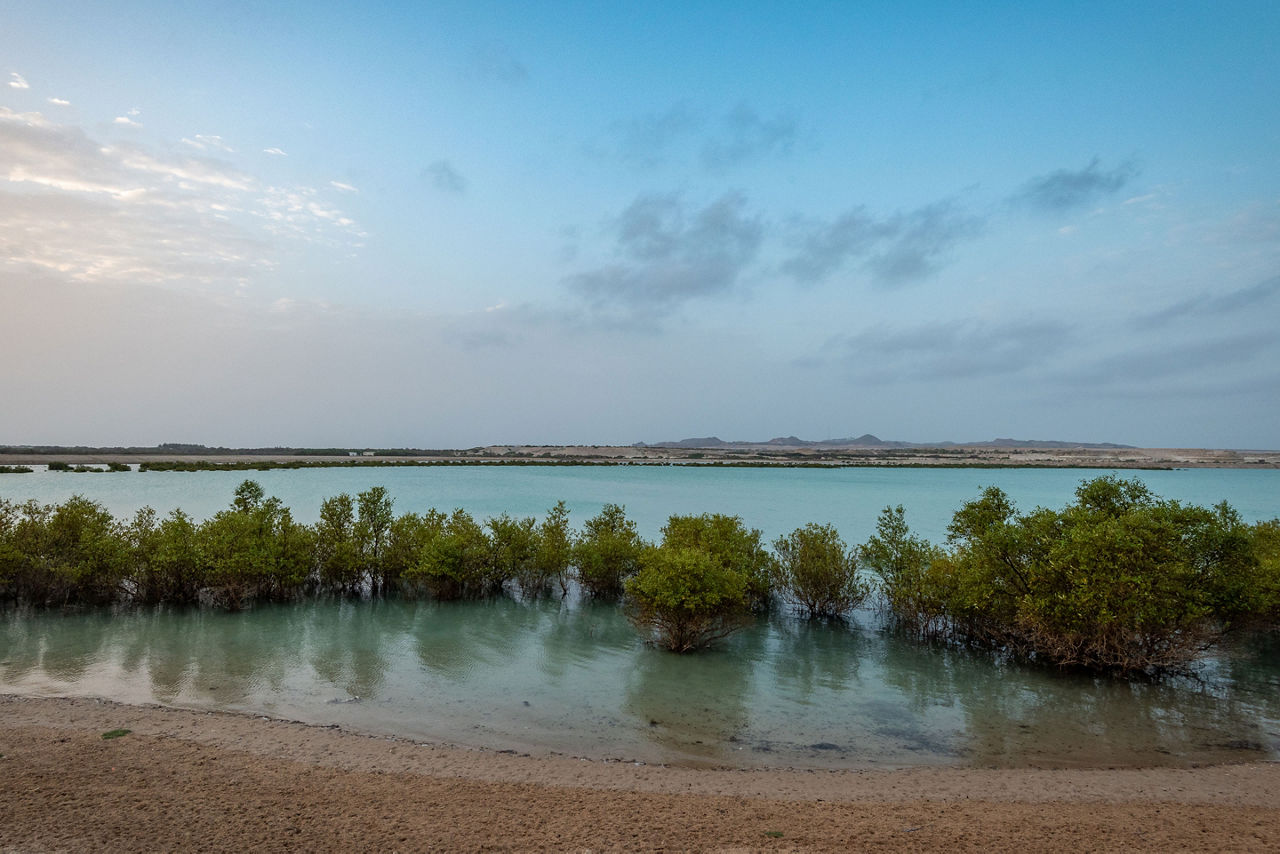The Sun rising over iconic mangroves on Sir Bani Yas, United Arab Emirates