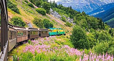 Blown away Skagway Alaska scenery with a vintage car rail along with snow mountains and beautiful purple flowers.