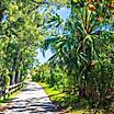 Tropical walkway with flowers, palm trees, and pines, on St. George's, Bermuda