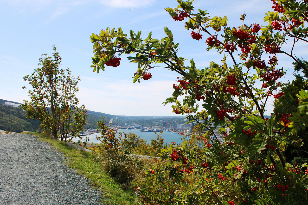 View of St. John's harbor through some trees from Signal Hill