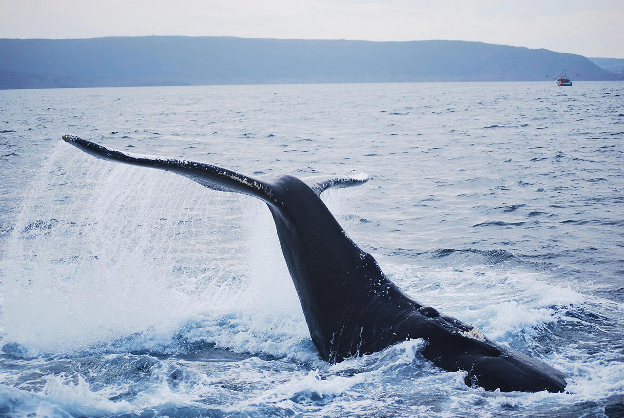 A humpback wale splashing its tail