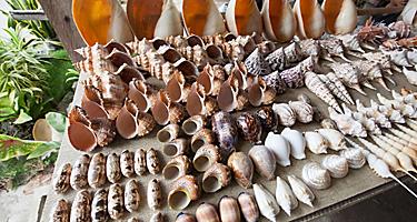 Souvenir shells from a marketplace in Subic Bay, Philippines