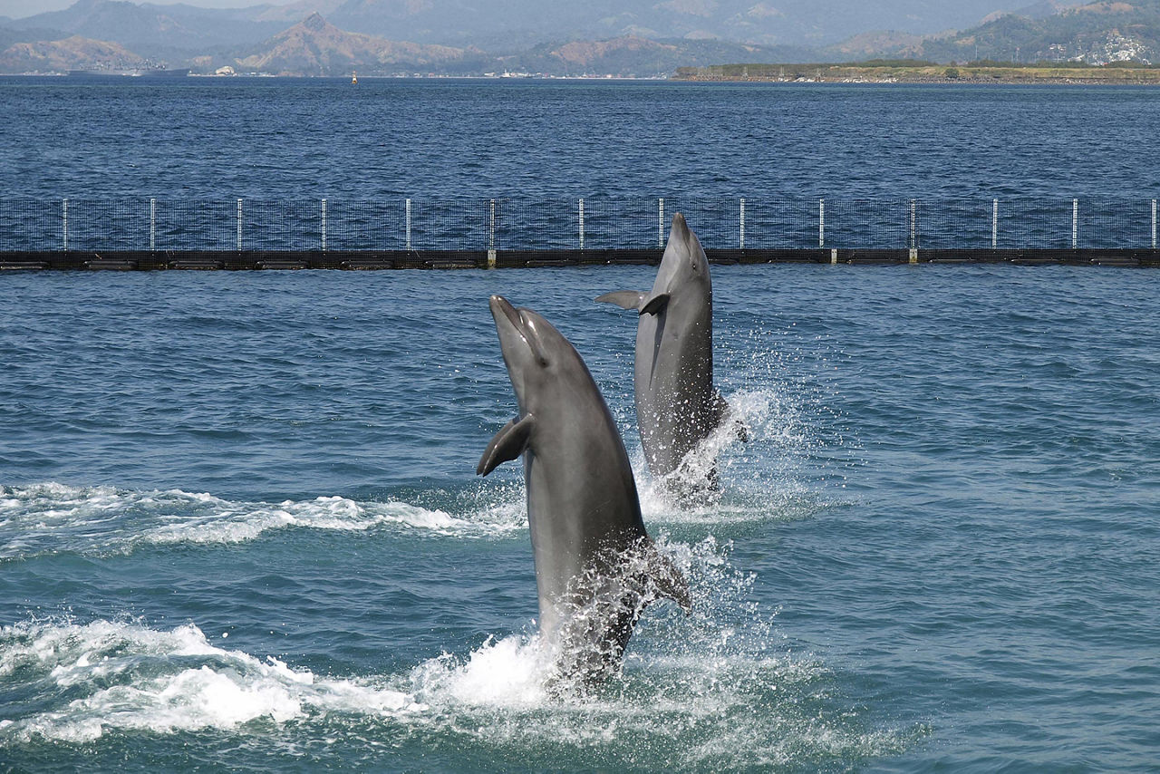 Twin dolphin show in Subic Bay, Philippines