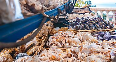 An assortment of souvenir shells
