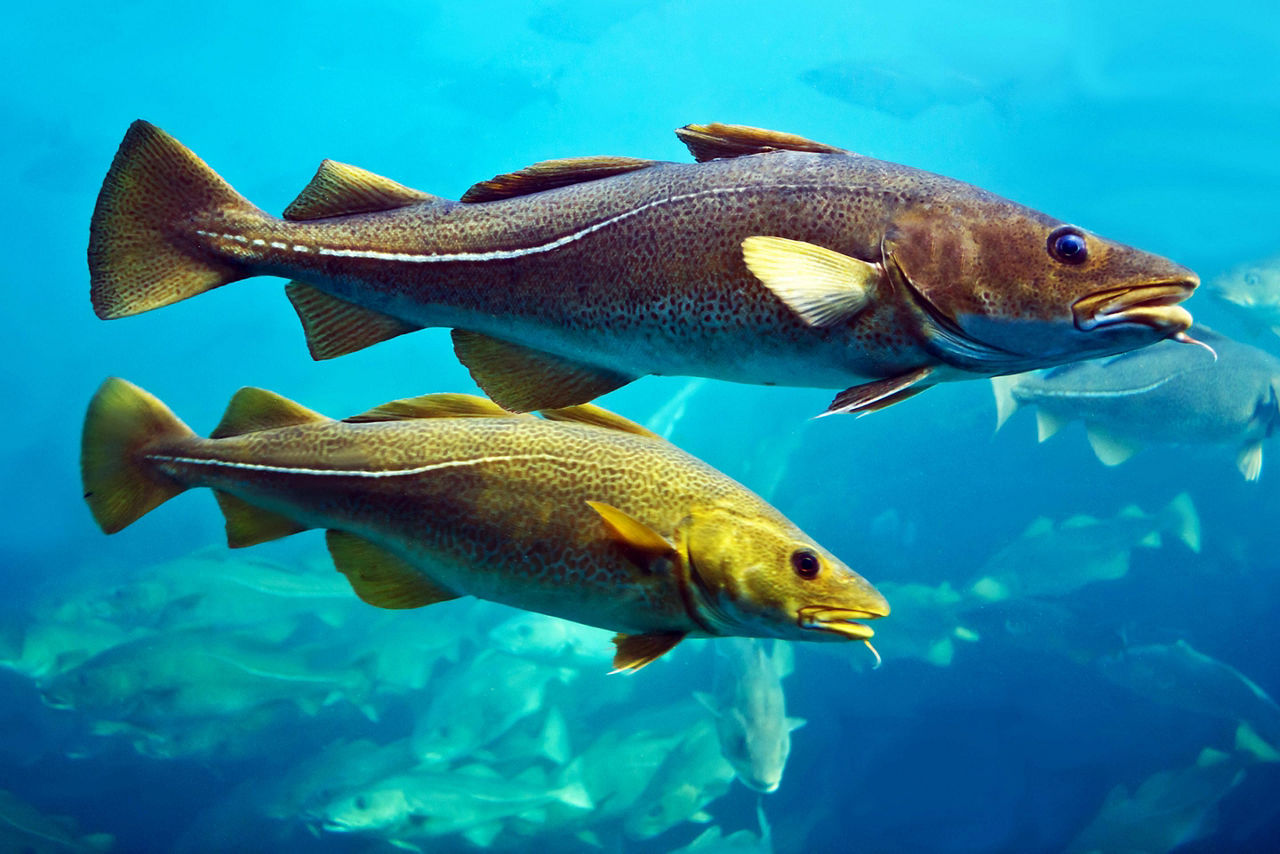 Two cod fish in an aquarium in Norway